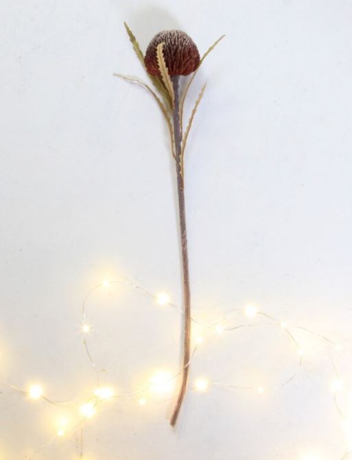 Rounded Bottle Brush - Dried Bisque