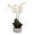 Phalaenopsis in Ceramic Pot 65cm White