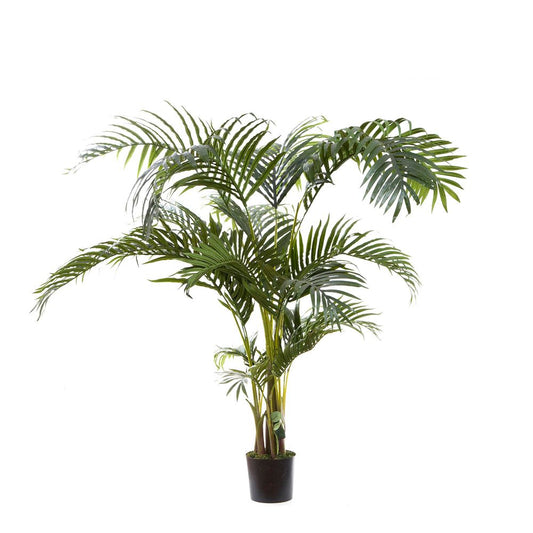 Kentia Palm Tree 1.5m