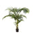Kentia Palm Tree 1.5m