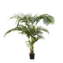 Kentia Palm Tree 1.5m