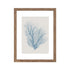 Belize Blue Singal Fan Coral Print in Timber Frame Wall Art